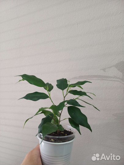 Фикус бенджамина