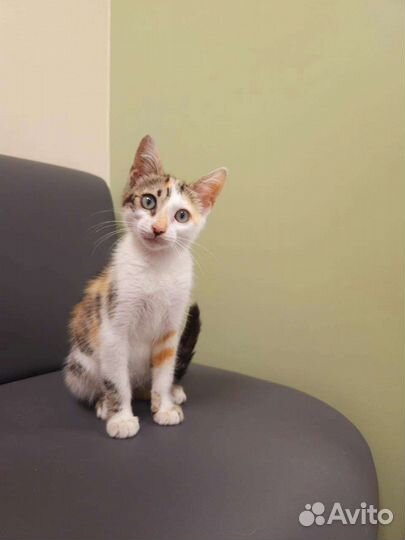 Котёнку Лее (3 месяца) негде жить