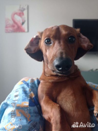 Такса мальчик