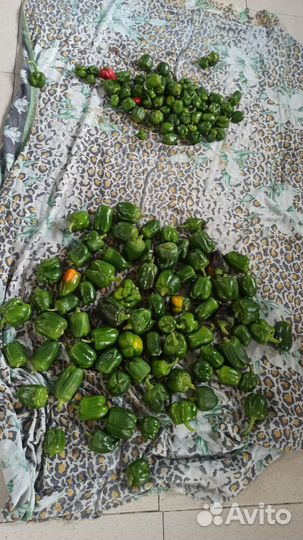 Перец болгарский 15 л