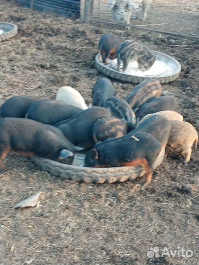 Поросята венгерской мангалицы. Свинина