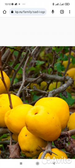 Айва японская саженцы