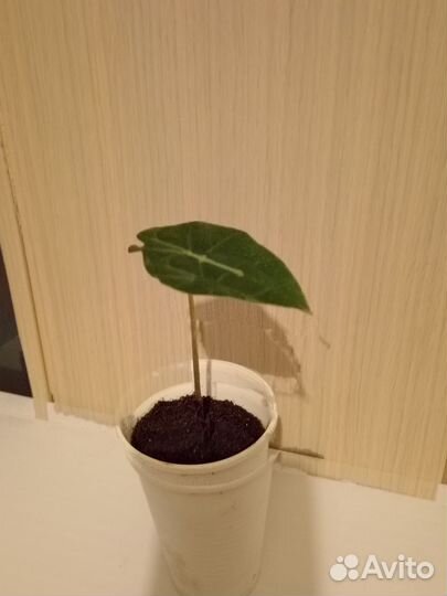 Комнатные цветы