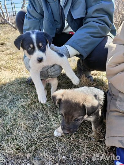 Щенки в добрые руки даром