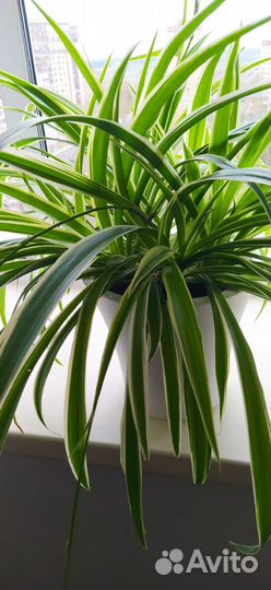 Хлорофитум