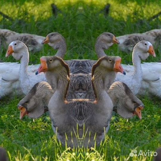 Гуси Холмогоры