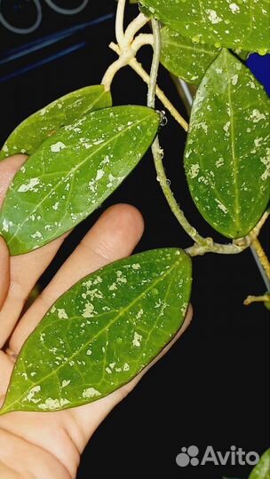 Хойи, укоренёные и на срез