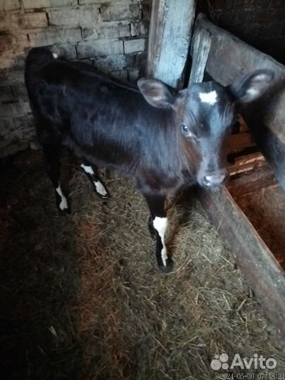 Айширский бычок