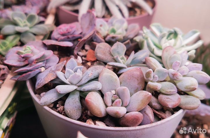 Суккуленты