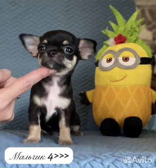 Чихуахуа
