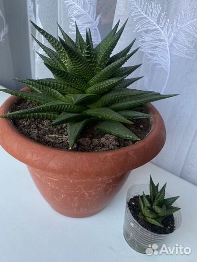 Суккуленты