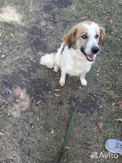 Собака, сука, в добрые руки отдам бесплатно