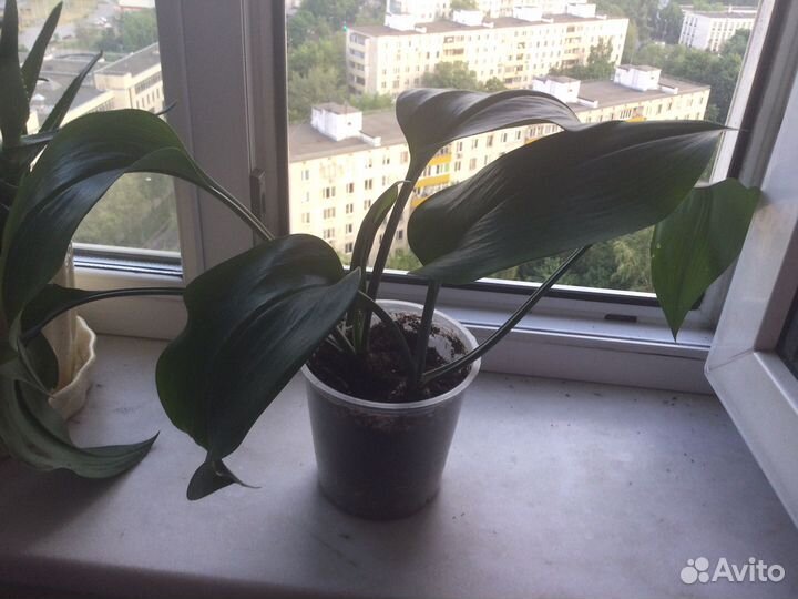 Эухарис амазонская лилия