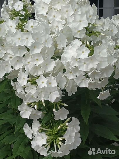 Саженцы многолетних цветов