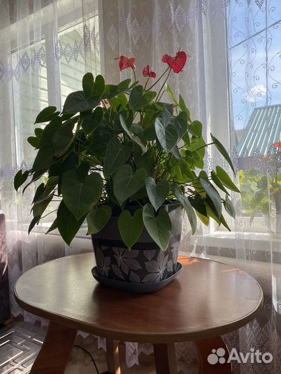 Антуриум. Мужское счастье. Красный