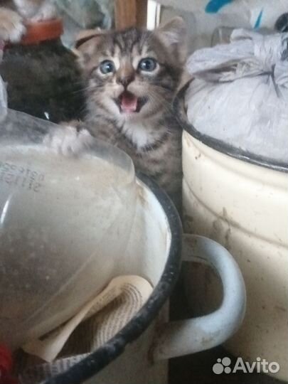Кошка в дар