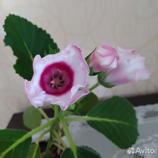 Глоксиния махровая цветущая