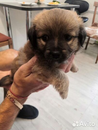 Померанский шпиц