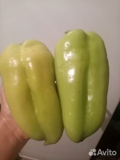 Рассада перца, баклажан, помидор