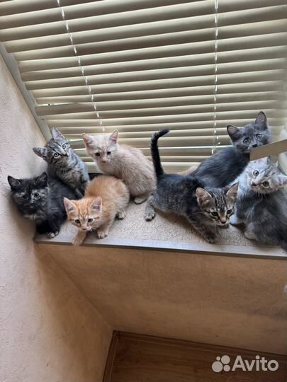 Котята в добрые руки