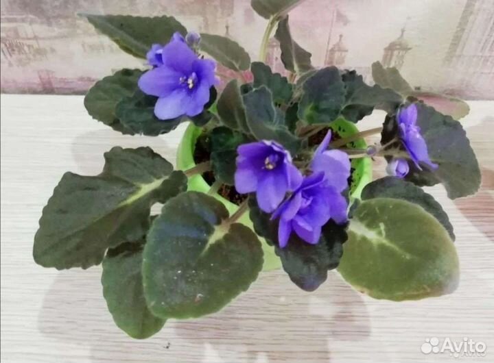 Фиалки сортовые