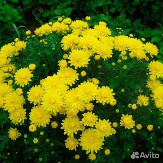 Хризантемы и лилии