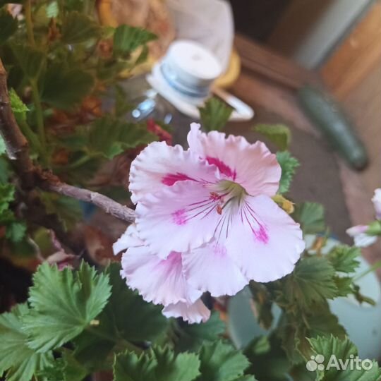 Пеларгонии