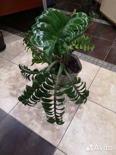 Замиокулькас зензи