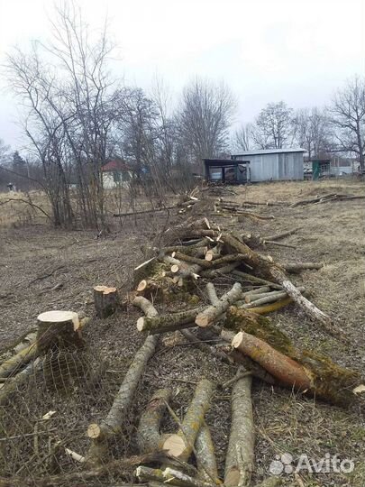 Спил деревьев