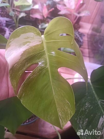 Монстера Альба