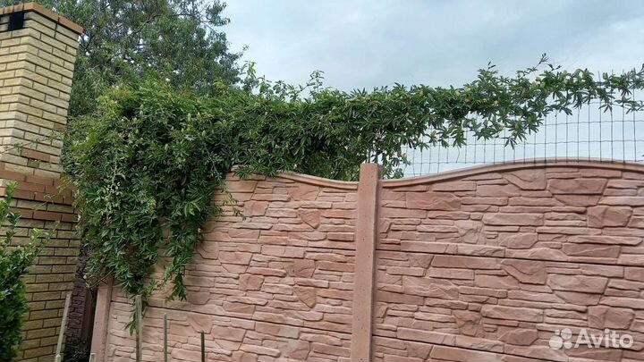 Вечнозеленая лиана-Пассифлора-Маракуйя