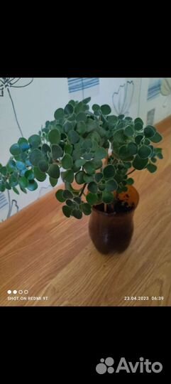 Аихризон махровый