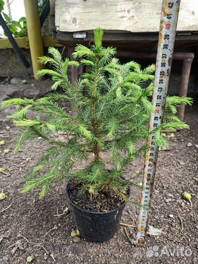 Ель обыкновенная саженцы