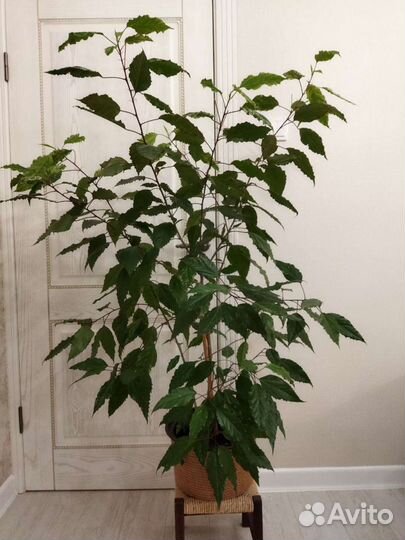 Гибискус в стильном горшке