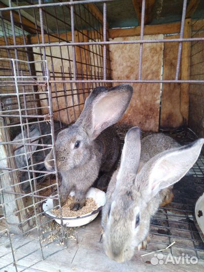Кролики породы фландр