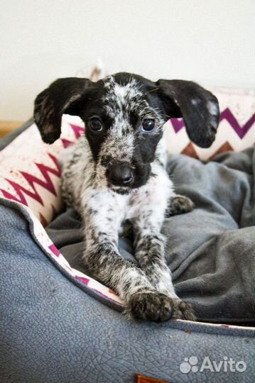 Щенки в добрые руки маленькой породы