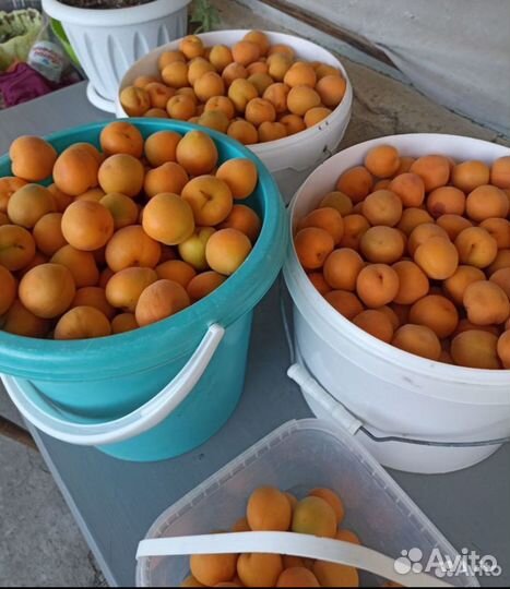 Абрикосовые косточки