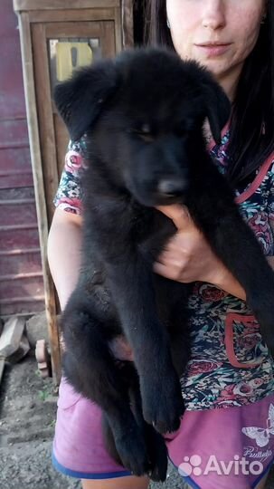 Собака немецкая овчарка