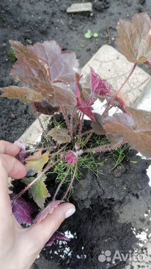 Садовые растения