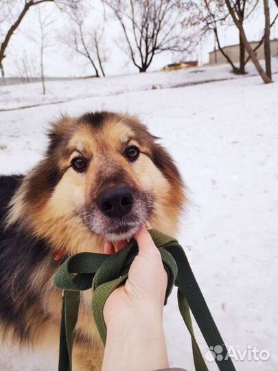 Собака в добрые руки из приюта бесплатно