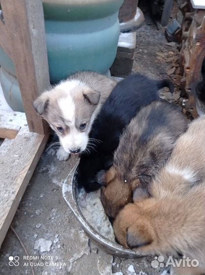 Отдам щенков в добрые руки бесплатно