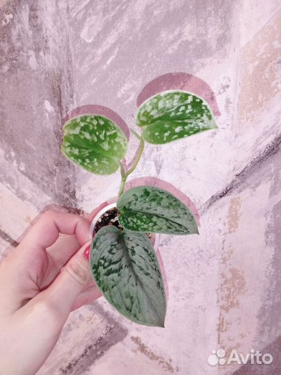 Сциндапсус