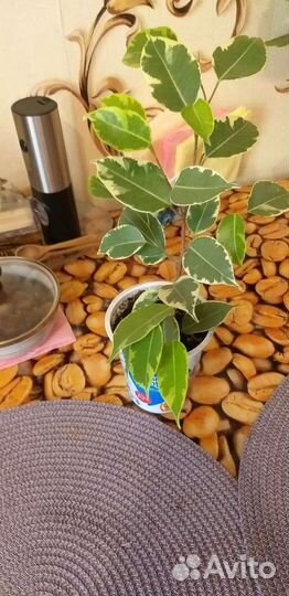 Цветок золотой ус, фикус бенжомин, герань