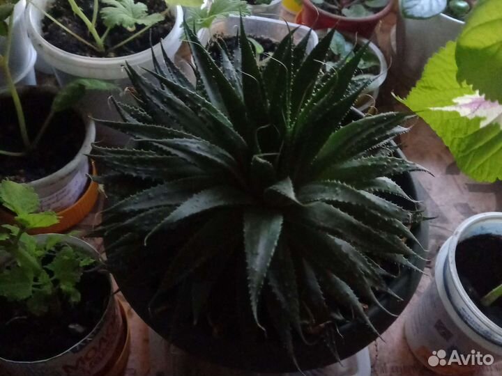 Домашние растения