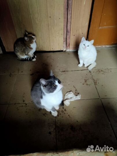 Отдам бесплатно