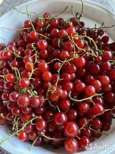 Красная смородина