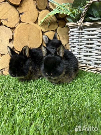 Самый большой выбор карликовых кроликов