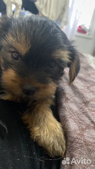 Йоркширский терьер щенки