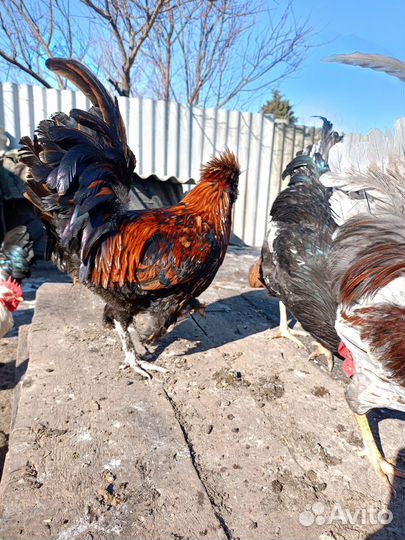 Петухи