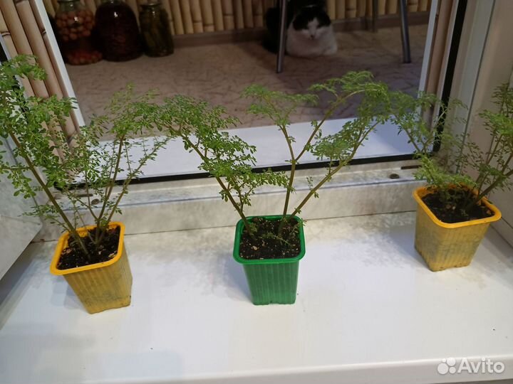 Пелея мелколистная